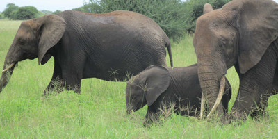 3 days tanzania northern safari - Photo 3