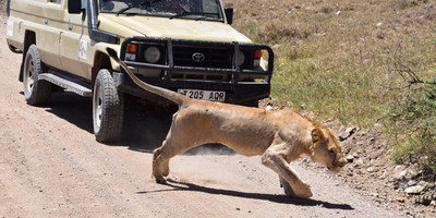 One day tanzania safari to tarangire national park - Photo 2