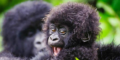 Gorilla experience uganda - Photo 1