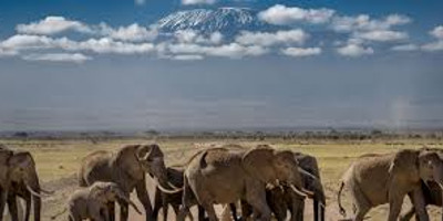 6 days amboseli, lake nakuru, masai mara wildlife safaris all inclusive - Photo 4