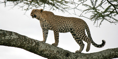 8 day serengeti luxury tented camps safari - Photo 1