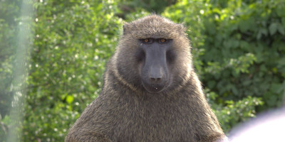 Wildlife and primates safari in uganda – 9 days. - Photo 4