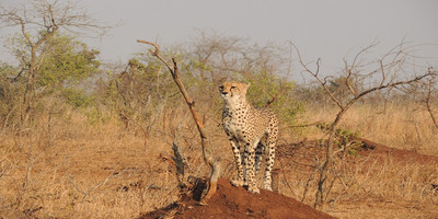 Luxury tanzania safari - Photo 4