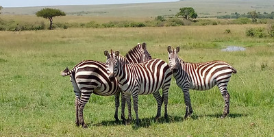 3 days budget breathtaking safari in maasai mara - Photo 1