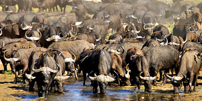 4 Day Safari to Ruaha National Park - Photo 2