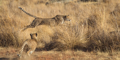 7 Day Low Season Tanzanian Green Safari - Photo 4
