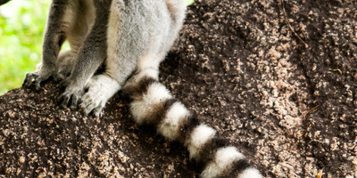 Madagascar ring tailed lemurs - Photo 5