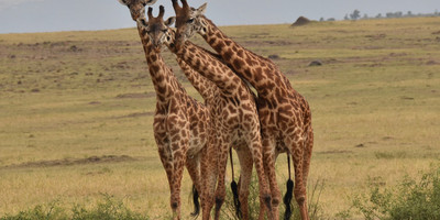 Classic uganda tour - Photo 4
