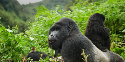 1 day gorilla trekking in uganda - Photo 1