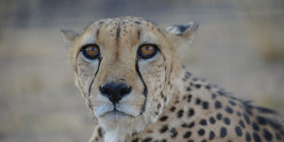 8 Days Taste of Namibia Safaris - Photo 4