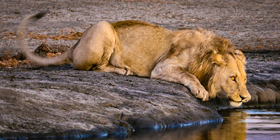 Ultimate 6-day kenya safari: masai mara, lakes nakuru & naivasha, and amboseli adventure - Photo 3