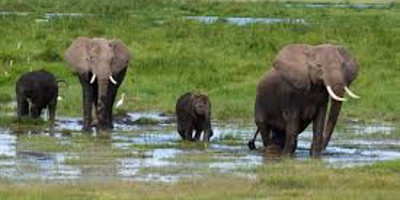 5 days safari holiday packages kenya l kenya lodge safaris - Photo 5