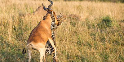 5 days nakuru, naivasha, masai mara - Photo 5
