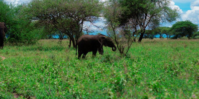 5 days tanzania camping (budget) safari - Photo 7