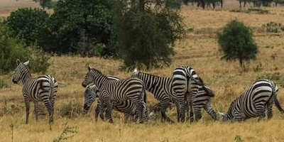 14 days birding safari in uganda - Photo 6