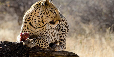 8 Days Taste of Namibia Safaris - Photo 1