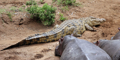 4 Day Safari to Selous Game Reserve - Photo 4