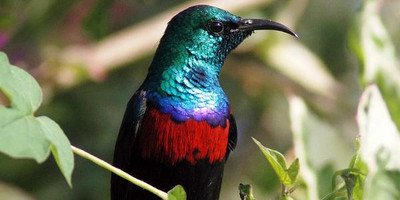 9 days bird watching safari in kenya - Photo 3