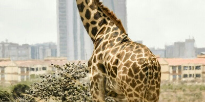 Nairobi national park, elephant orphanage, giraffe centre, bomas of kenya and karen blixen museum day tour - Photo 1
