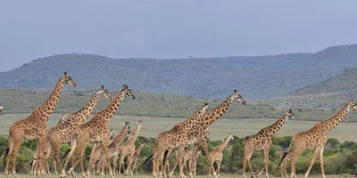 3 days masai mara adventure safari - Photo 2