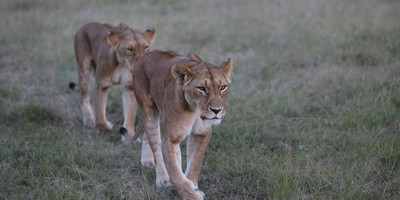 3 days safari tarangire, ngorongoro crater and lake manyara - Photo 8