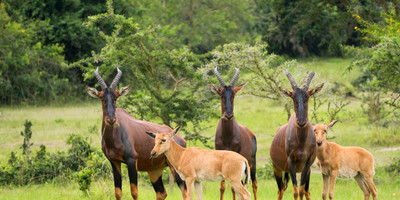8 days uganda adventure safari - Photo 2