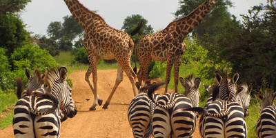 3 Day Safari to Mikumi National Park - Photo 4