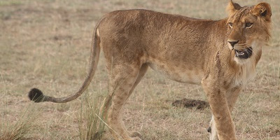 7 days uganda wildlife vacation gorilla trekking adventure - Photo 16