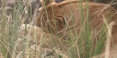 7 days uganda wildlife vacation gorilla trekking adventure - Photo 15