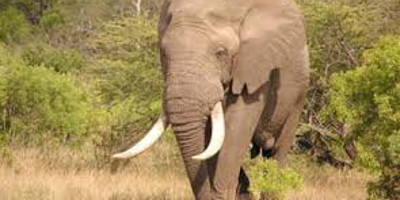 6 days adventure to the maasai mara - Photo 8