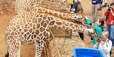 Nairobi national park, elephant orphanage, giraffe centre, bomas of kenya and karen blixen museum day tour - Photo 4