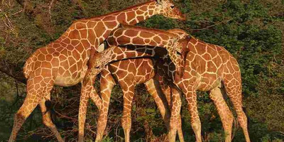 3 day flying package to amboseli national park - Photo 5