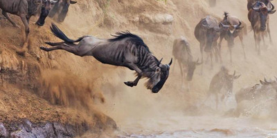 3 days masai mara daily departures - Photo 2