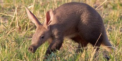 5 days 4 nights mt kenya, samburu, olpejeta - Photo 2