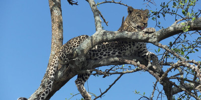 TANZANIA TENTED CAMPS 10 DAYS SAFARI - Photo 6