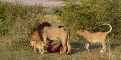 3 Days - Tsavo West and Tsavo East - Photo 2
