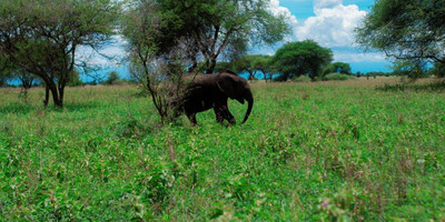 5 days tanzania camping (budget) safari - Photo 8