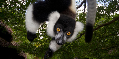 Madagascar eastern treasure - Photo 1