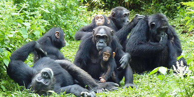 04 day primates to predators: kibale & queen elizabeth safari - Photo 3