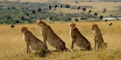 Masai mara budget camping safari - Photo 3