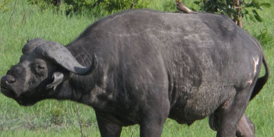 One day joining tanzania safari lake manyara national park with burigi chato safari co l.t.d - Photo 3