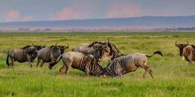 3 days maasai mara game reserve - Photo 5