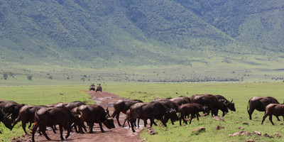 10 Day Northern Tanzania Safari - Photo 9