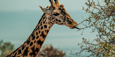 3 days affordable shared safari from zanzibar - Photo 8