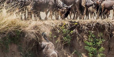 8 days masai mara lake nakuru budget camping safari holiday - Photo 1