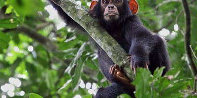 5 days uganda tour including gorilla tracking in bwindi. - Photo 4