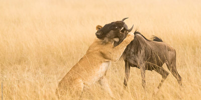 11 day serengeti wildebeest migration safari - Photo 3