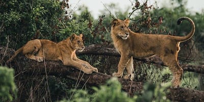 2 days adventure safari to queen elizabeth national park uganda - Photo 1