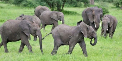 1 day arusha national park - Photo 1