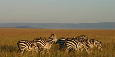 3 day flying package to amboseli national park - Photo 2